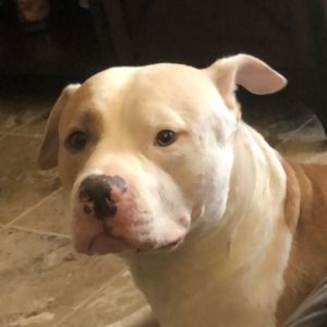 Meet your Posher, Luis